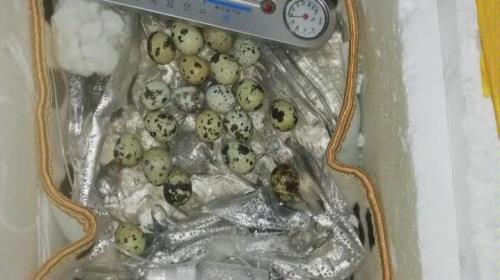 去网购的种蛋回来多久孵化