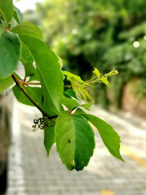 手机随拍是什么意思
