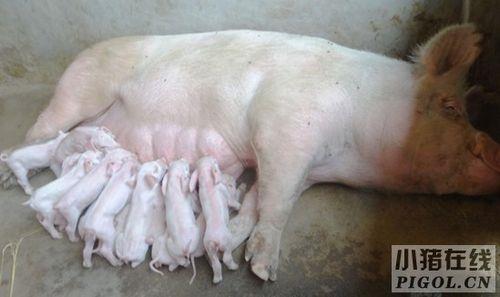母猪产后喂养正确方法