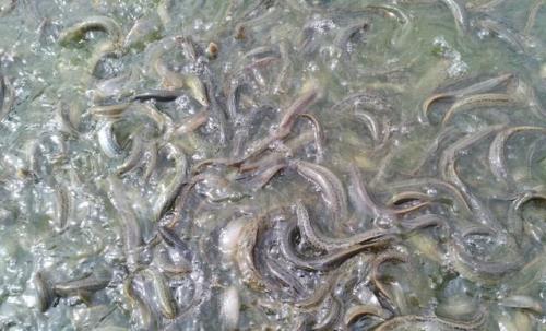 泥鳅没有水能活几天
