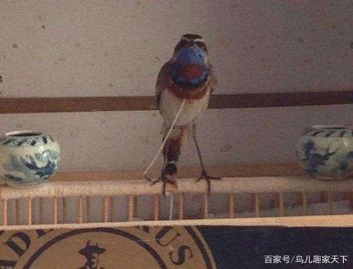 靛颏绑翅多久才能解除