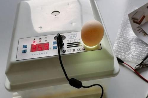 水床停电一天还能孵化吗