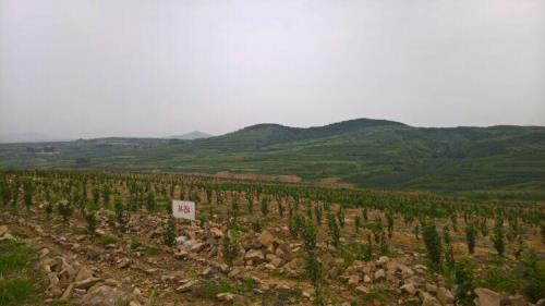 一亩荒山种什么最好