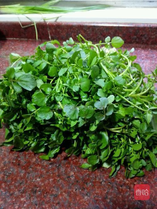 西洋菜一亩种多少斤