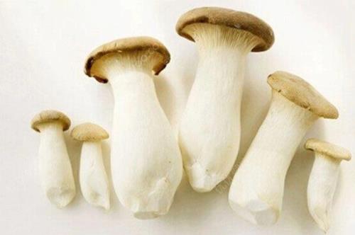 种植杏鲍菇一个周期多长