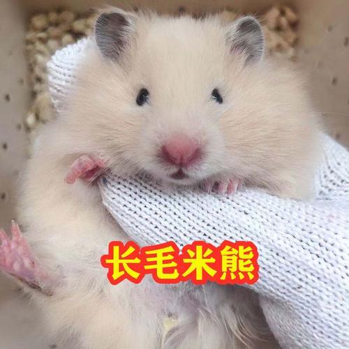 金丝熊和米熊多久生宝宝