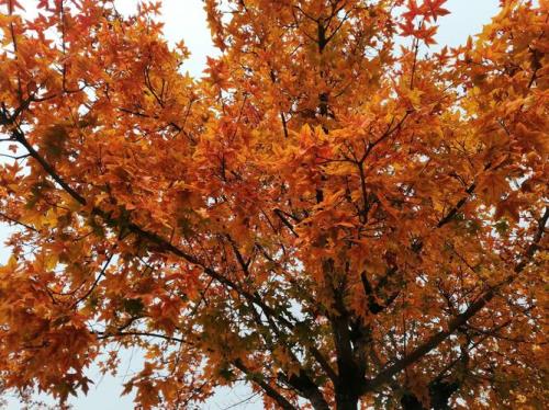 秋的滋味什么意思