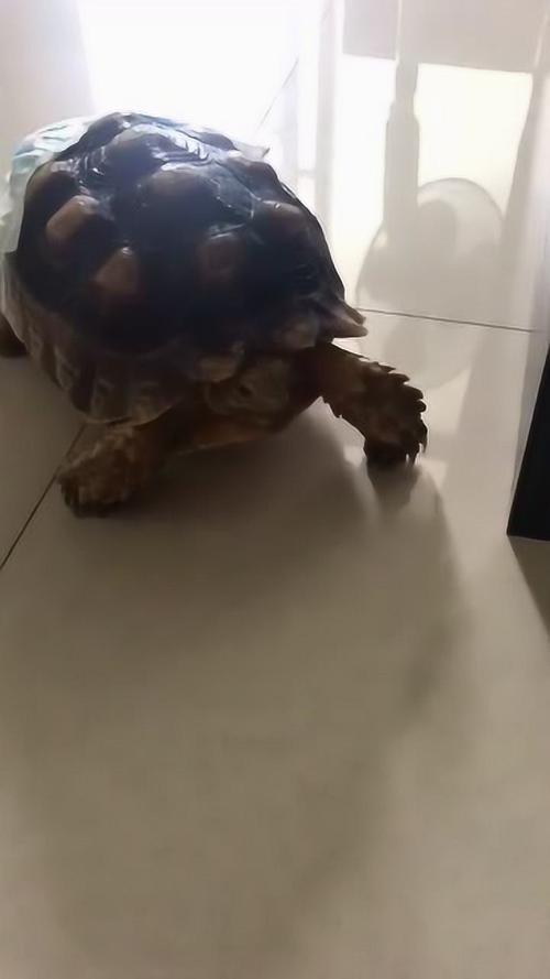 如何使乌龟撒尿