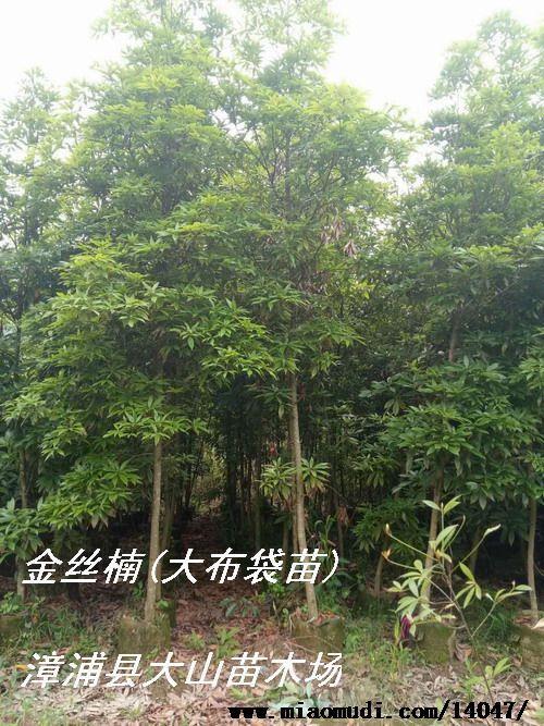 广东最大金丝楠木交易市场