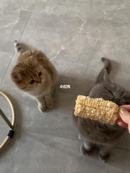 一生吃粗粮的动物