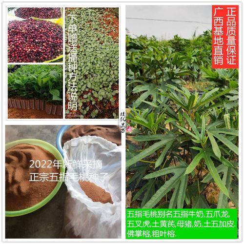 五指毛桃怎么取出种子