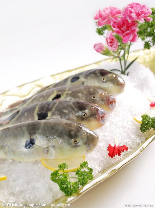佛山豚鱼用什么饵