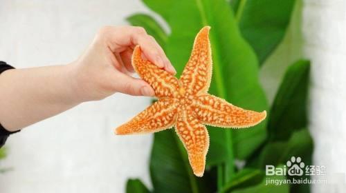 海星内脏怎么处理