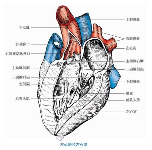 右室与左室区别