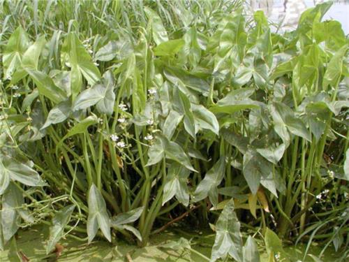 小慈菇分布区域