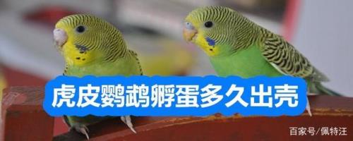 鹦鹉孵蛋需要多长时间