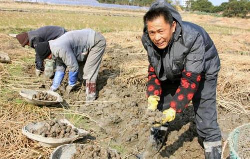 辛苦栽培和辛勤栽培哪个好