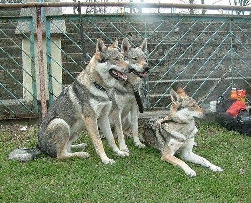 军犬和狼哪个厉害