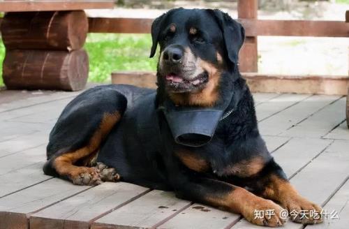 罗威纳偏小怎么办