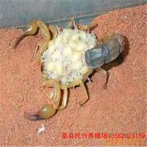 怎么简单的判别蝎子的公母