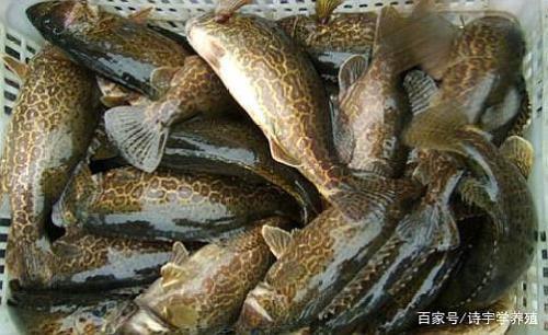 鳜鱼繁殖生长快不快
