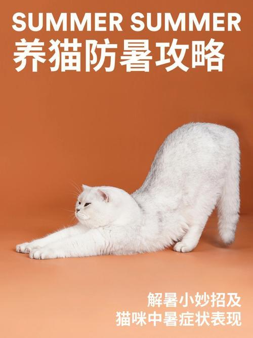 城市养猫管理最新规定
