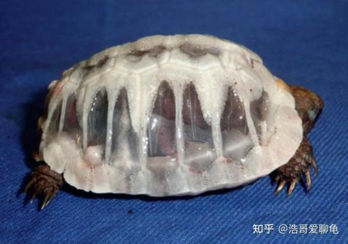 龟蛋形成胚胎后还要多久
