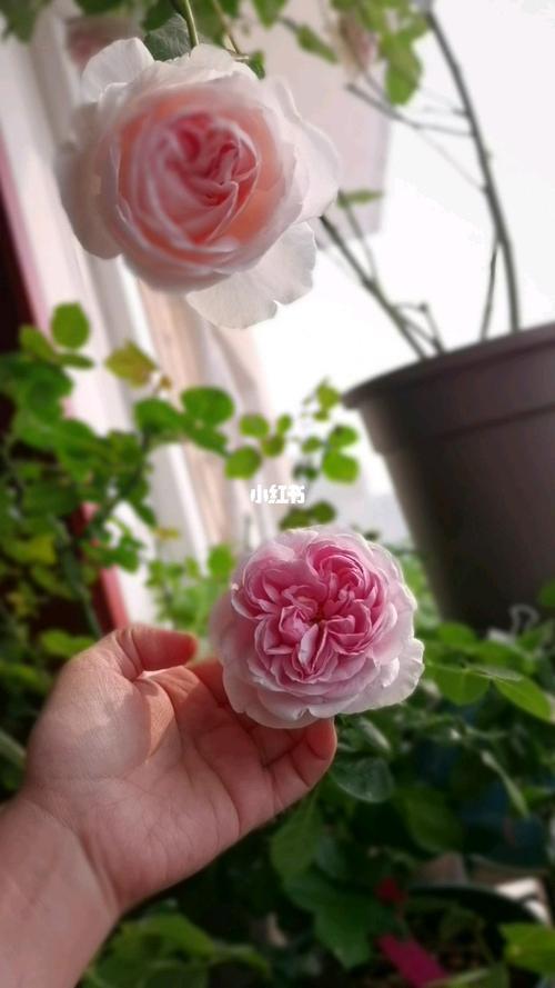 伊芙光和伊芙四号哪个好看