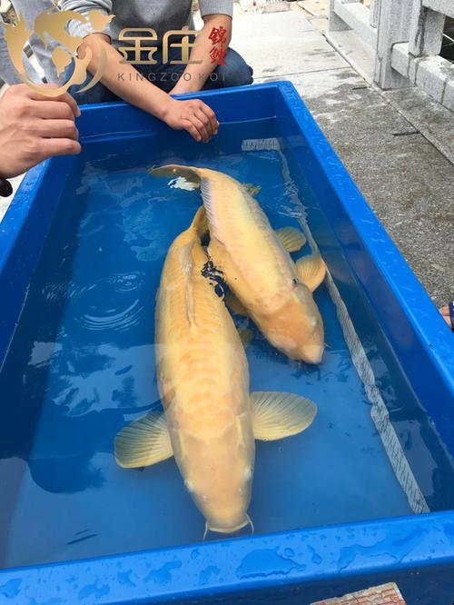 金刚芥子锦鲤一年能长多大