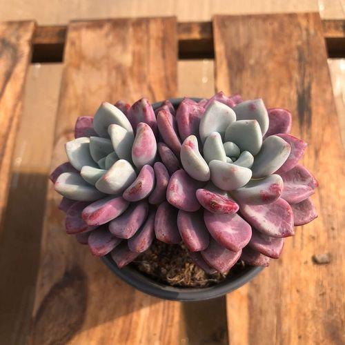 花斑鹿多肉广东好养吗