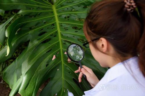 用放大镜烧干树叶要多少度