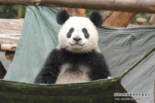 熊猫饱食度多少不影响繁殖