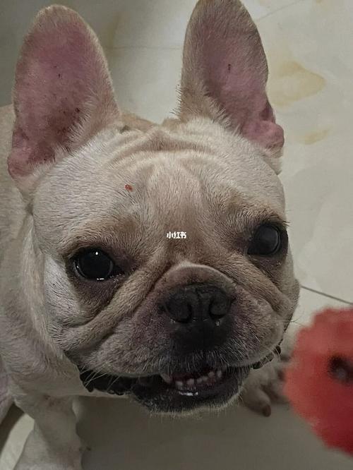 法斗多久磨一次牙一次磨多久