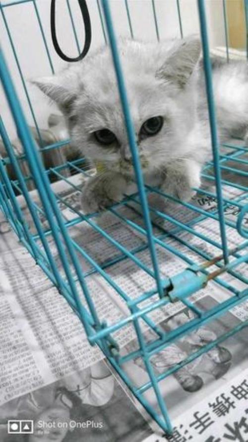 怎样害死邻居家的宠物