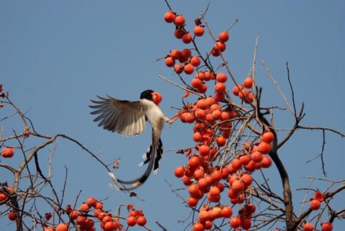 什么鸟吃柿子