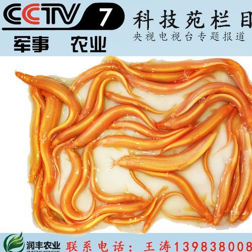 金龙泥鳅广东哪里可以买到
