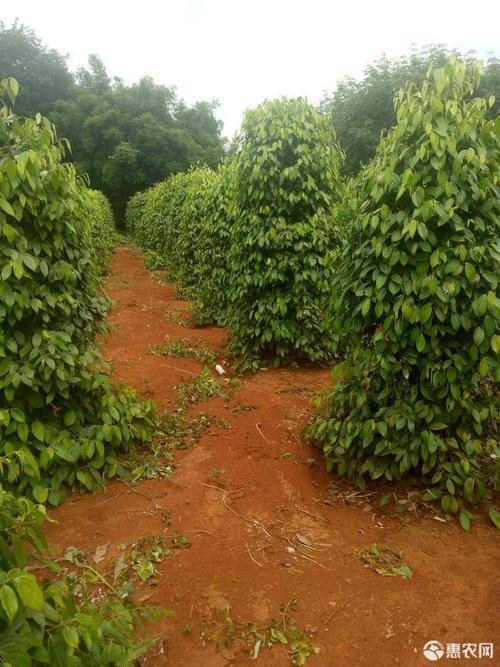 南方胡椒种植基地