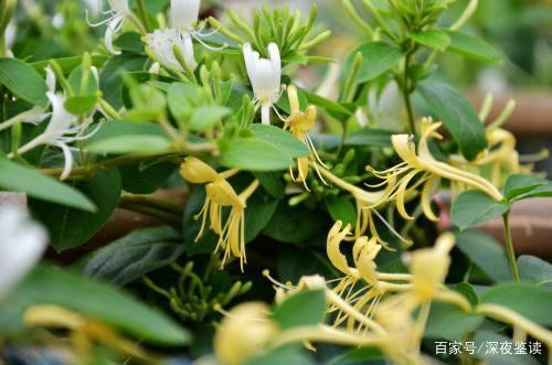 金银花用不锈钢锅煮行吗