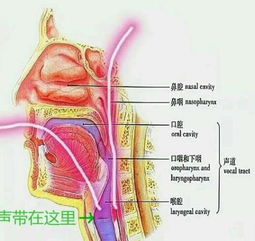 怎么用腹部发音而不是用嗓子