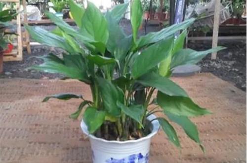 匙鞘万年青能养在卧室吗