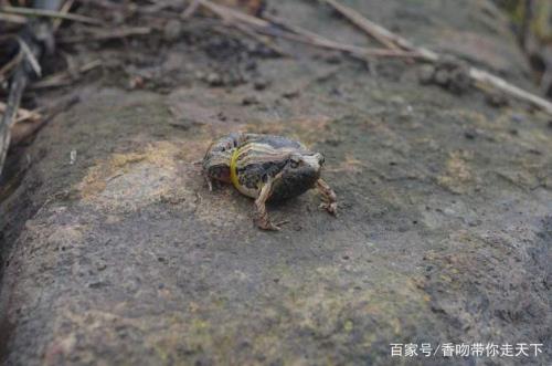 库尼基蛙学名