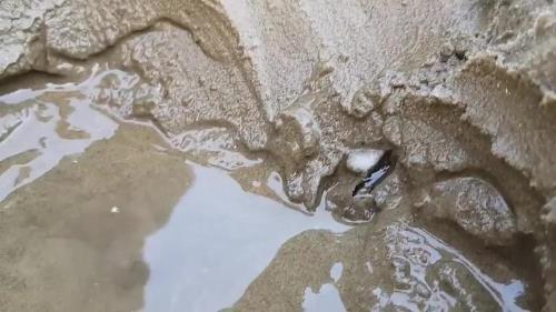 赶海如何识别海肠洞口