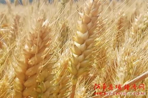 新麦45什么时间种最好