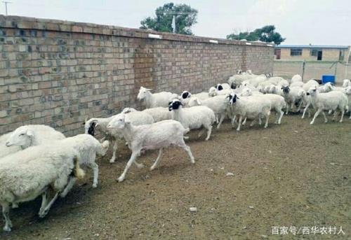 速成羊需要养多久