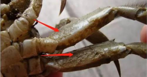 纤毛虫影响螃蟹成活率吗