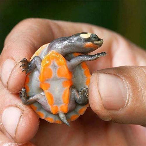 圆澳龟的养殖要求