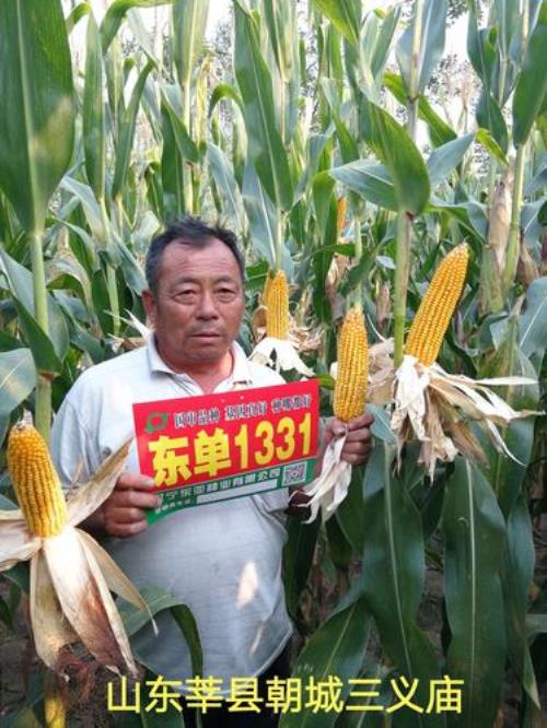 东单405玉米种介绍