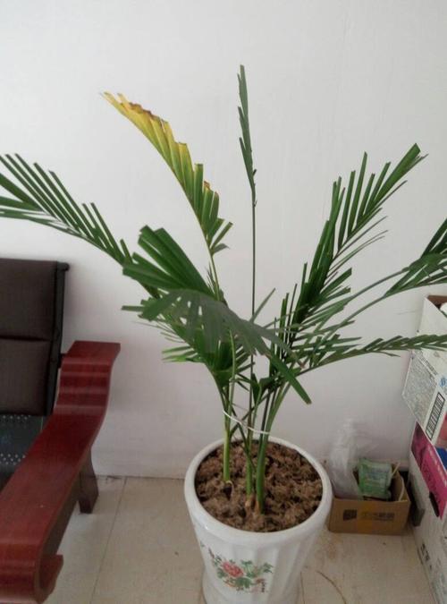 夏季散尾葵发黄怎么办