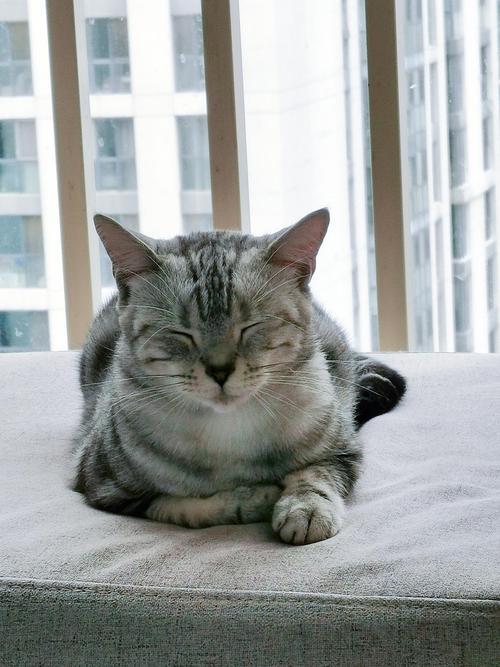 猫咪外驱以后会特别困吗