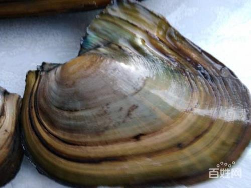 河蚌介绍